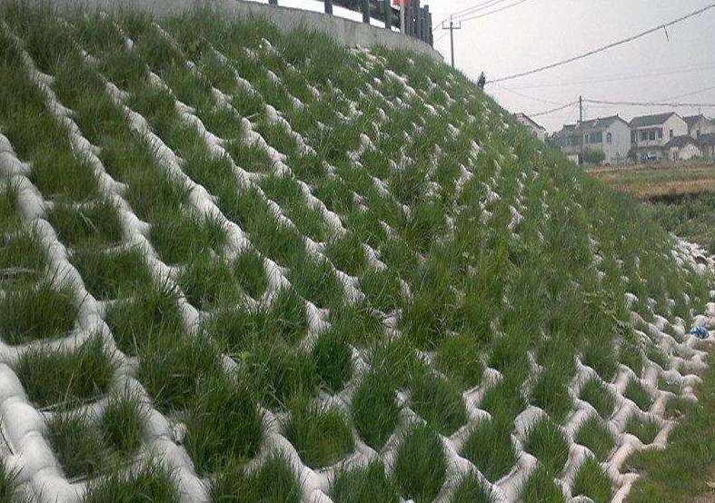 樱花草在线社区模袋